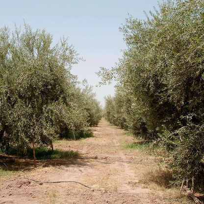 Olivie Plus 30x - Atlas Olive Oil - Thirty times more polyphenols & health benefits! - Olive Oil - Simply Gourmet